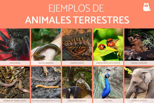 Explora la diversidad de animales terrestres: tipos, características y ejemplos