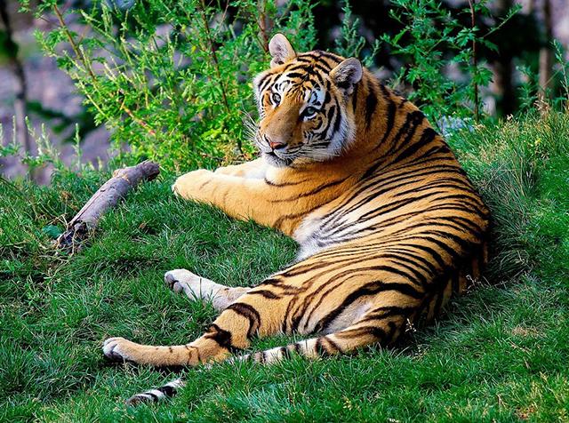 Explora la diversidad de los tigres: tipos y características