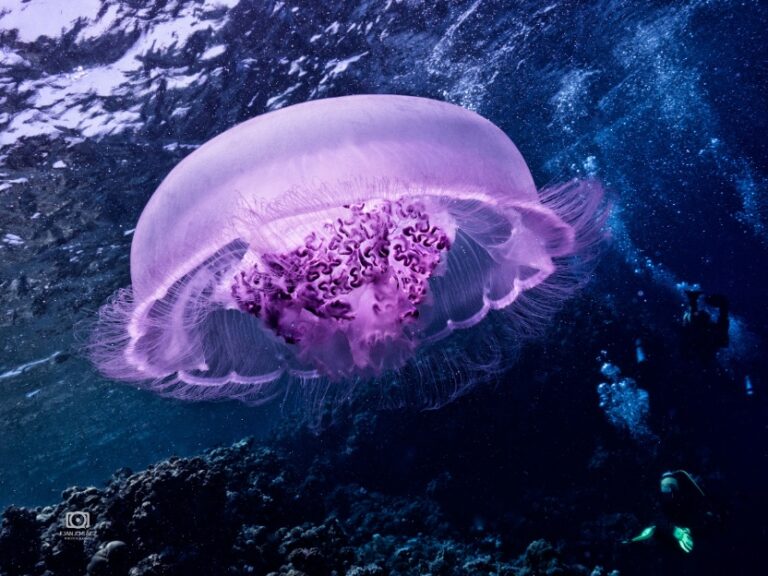 Explora la fascinante diversidad de las medusas