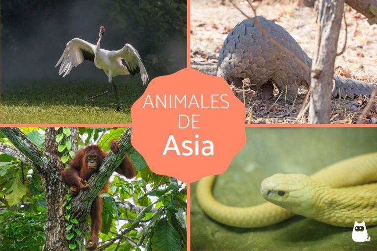 Explora la fascinante fauna de Asia