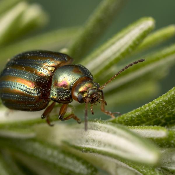 Explora la fascinante variedad de escarabajos: imágenes y nombres