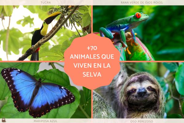 Explora la vida salvaje en la selva tropical del Perú y la Amazonía misionera
