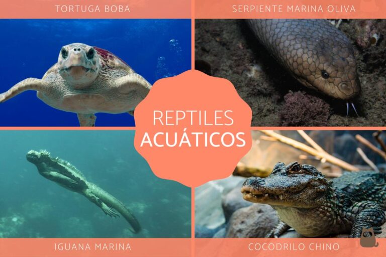 Explora las fascinantes características y ejemplos de reptiles acuáticos