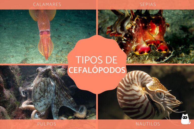 Explorando la fascinante diversidad de los cefalópodos: ejemplos y características