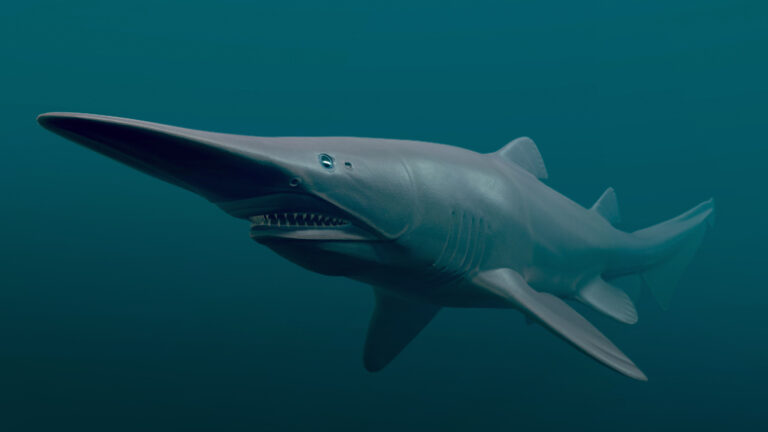 Fascinante mundo marino: Tiburones Goblin – Tiburón Duende