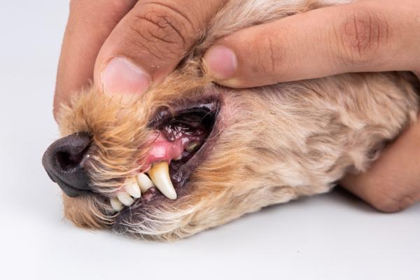 Flemones en perros: causas y tratamiento eficaz