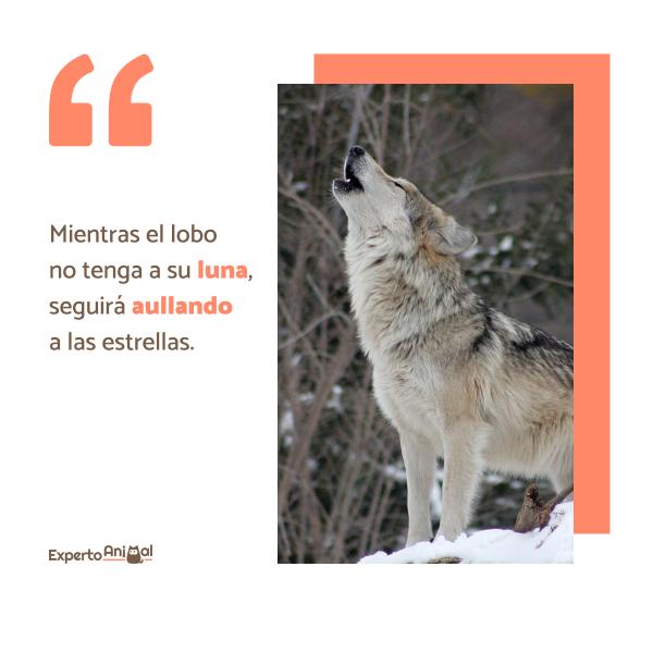 Frases impactantes sobre lobos