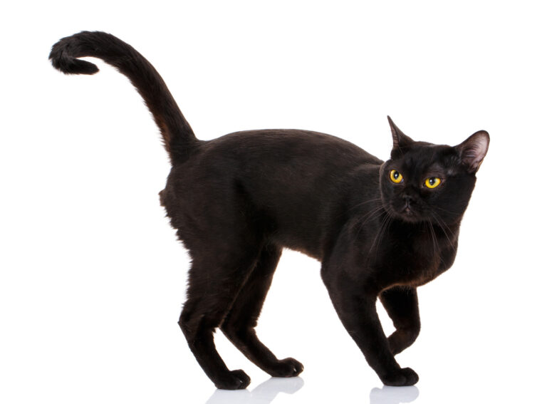 Gato Bombay: Descubre la fascinante raza de gatos negros