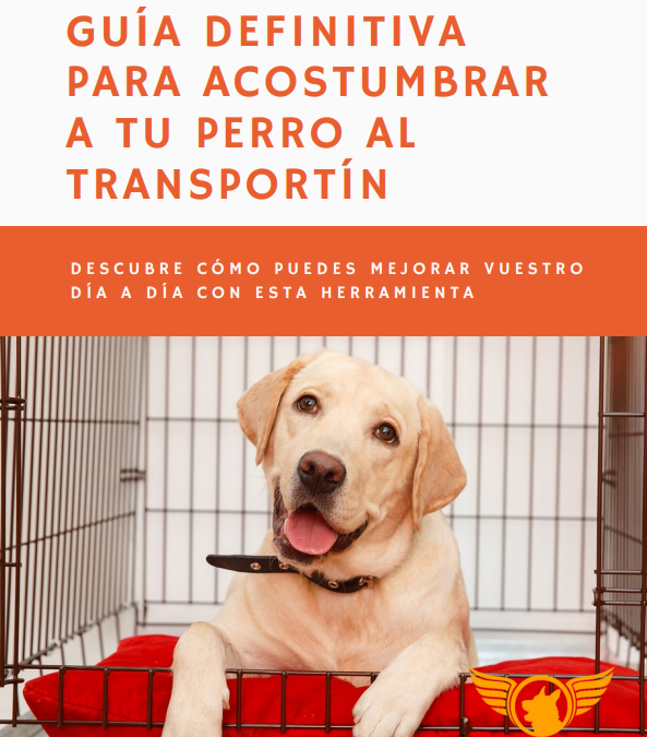 Guía práctica: Cómo familiarizar a tu perro con el transportín