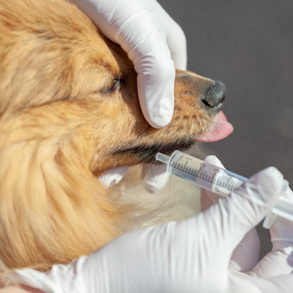 Guía práctica: Cómo inducir el vómito en tu perro de forma segura