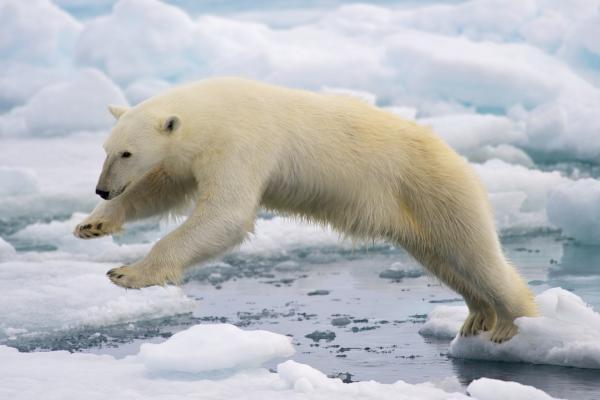 Hábitat de los osos polares: un vistazo a su hogar ártico