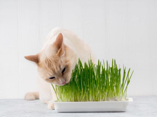 Hierba para gatos: Plantas seguras y beneficiosas