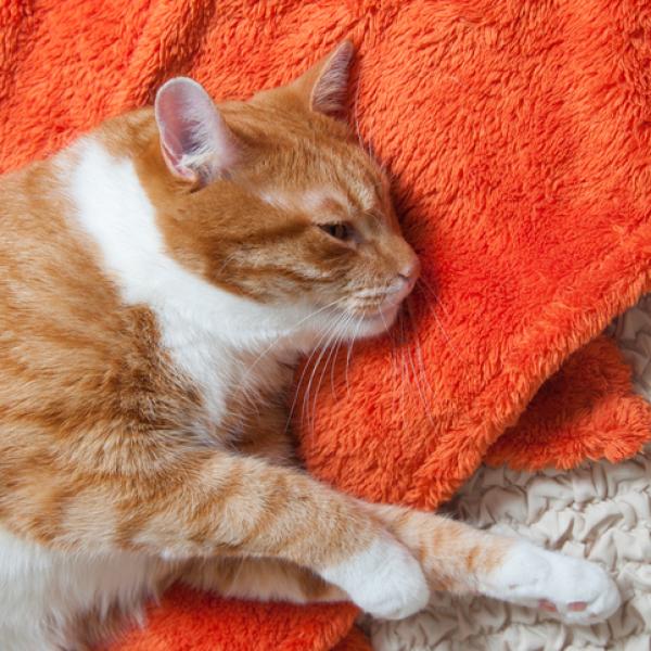 Hipoglucemia en gatos: Causas, síntomas y tratamiento completo