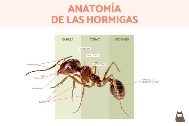 Hormiga: Explorando sus Partes y Funciones
