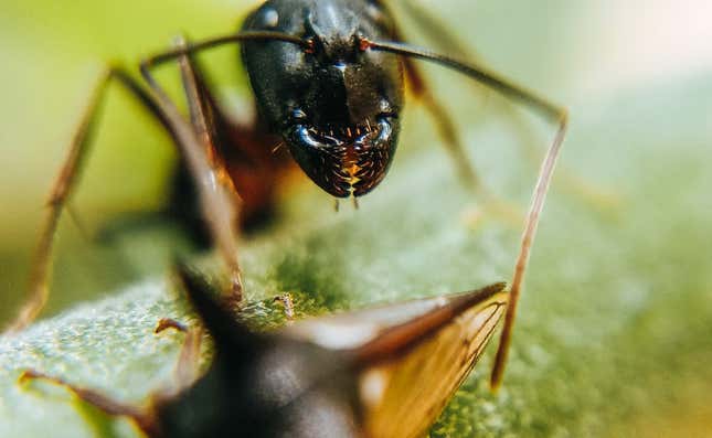 Hormigas: Fascinantes secretos revelados