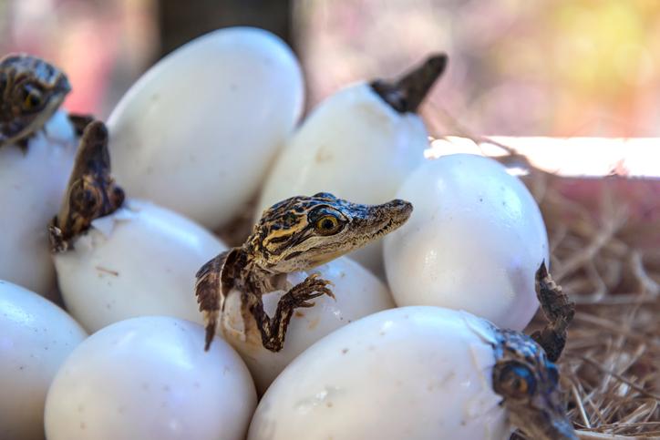 Huevos de cocodrilo: proceso de incubación y duración en su entorno natural