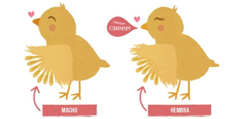 Identificar el género de pollitos: Guía definitiva