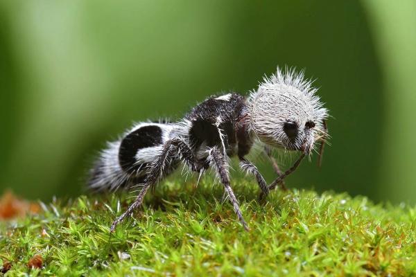 Insectos Exóticos: Los 10 Más Extraordinarios del Planeta