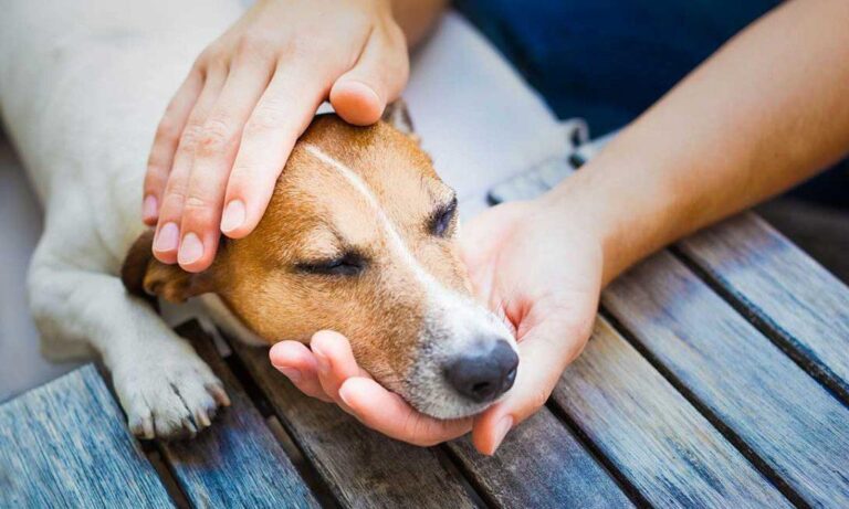Jadeo en perros: Identifica 10 signos de dolor en tus mascotas