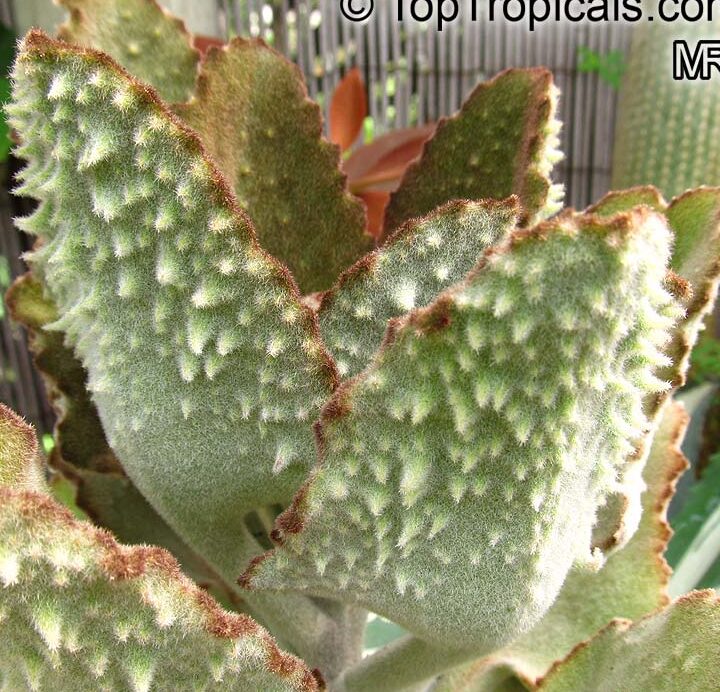 Kalanchoe beharensis: Velvet Care and Growing Guide!