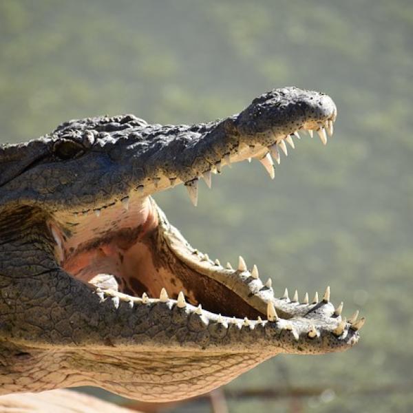 La asombrosa dentadura del cocodrilo: un vistazo a sus dientes