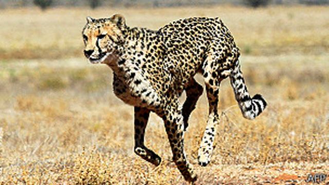 La asombrosa velocidad del guepardo: ¡Sorpréndete con su increíble velocidad!