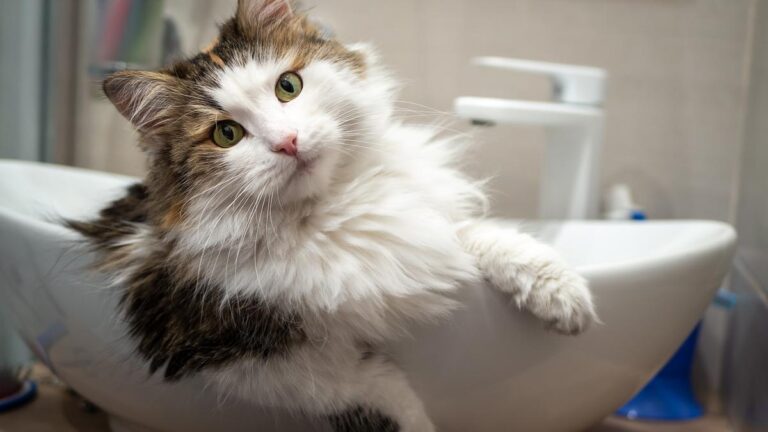 La curiosa compañía de mi gato en el baño