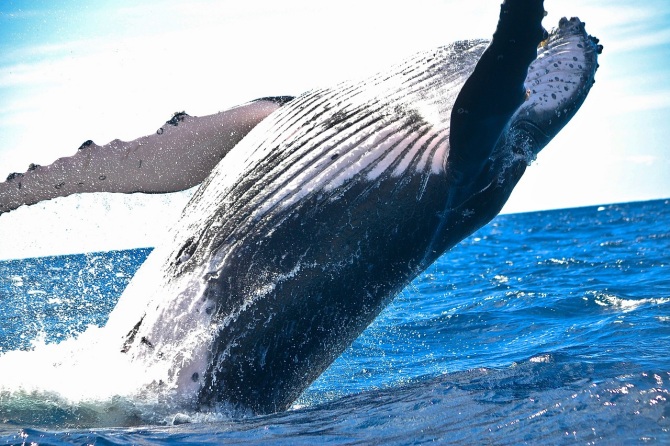 La fascinante comunicación de las ballenas: cantos reveladores