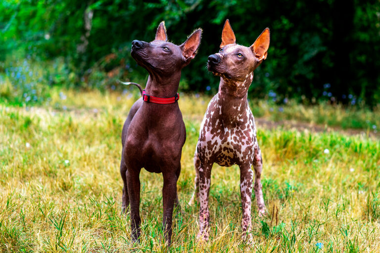 La fascinante raza de perros Xoloitzcuintle: Historia y características
