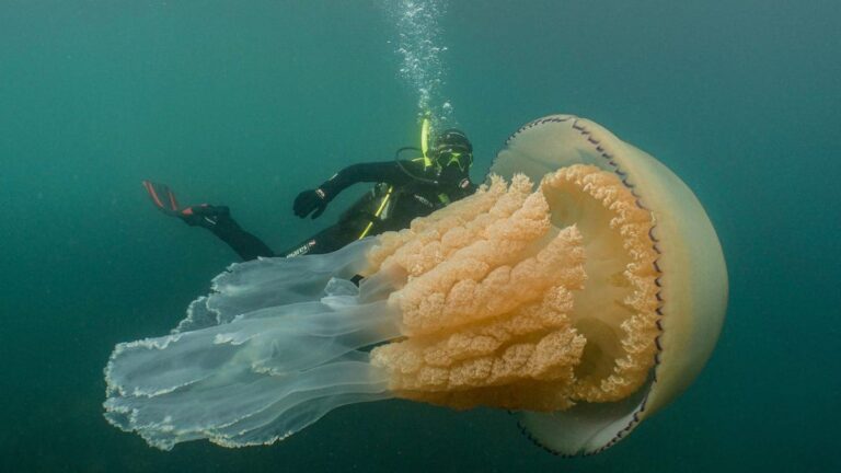 La impresionante majestuosidad de la medusa más grande del mundo