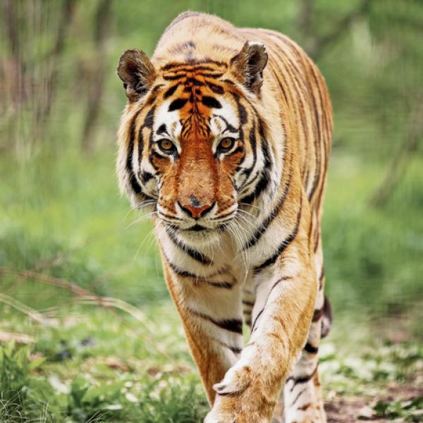 La lucha por la supervivencia del tigre de Bengala: causas y soluciones