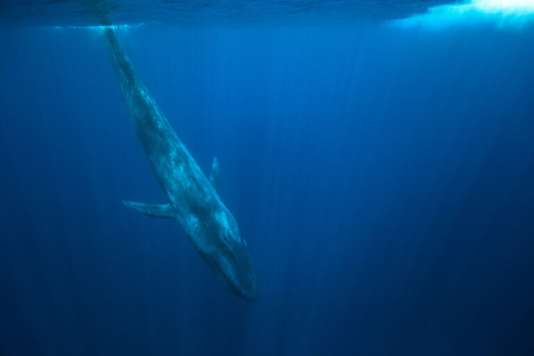 La majestuosa ballena azul: curiosidades y maravillas