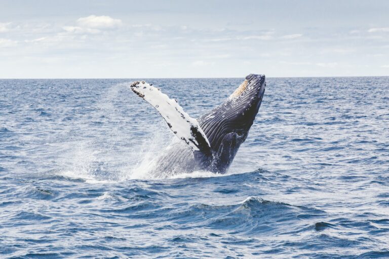 La majestuosidad de la ballena jorobada: un encuentro inolvidable