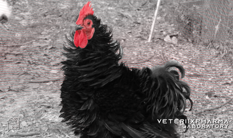 La peculiaridad de las gallinas frizzle: una mirada única al mundo de los gallos y gallinas