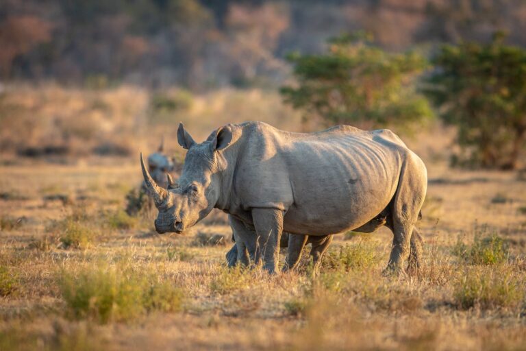 La triste realidad del rinoceronte amenazado: peligro de extinción