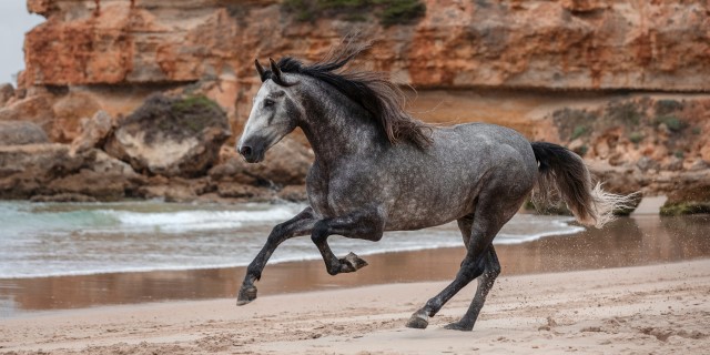 Las fascinantes razas de caballos españoles