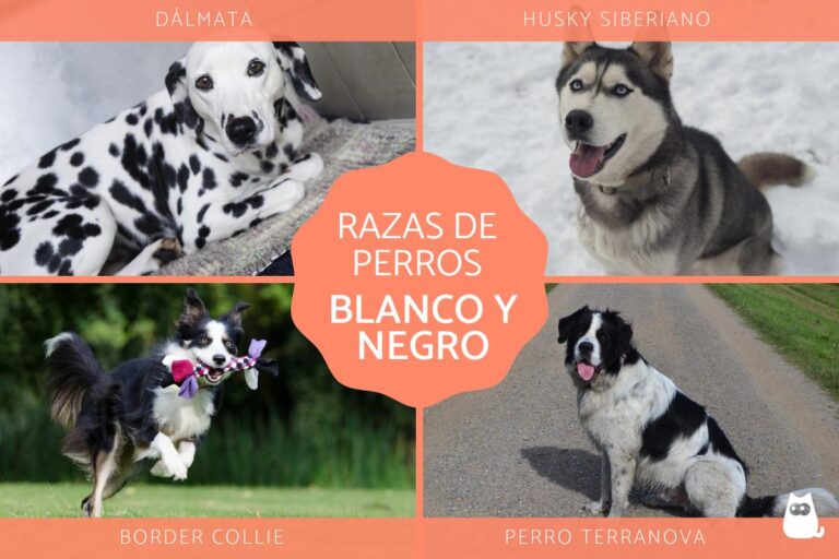 Las fascinantes razas de perros blanco y negro