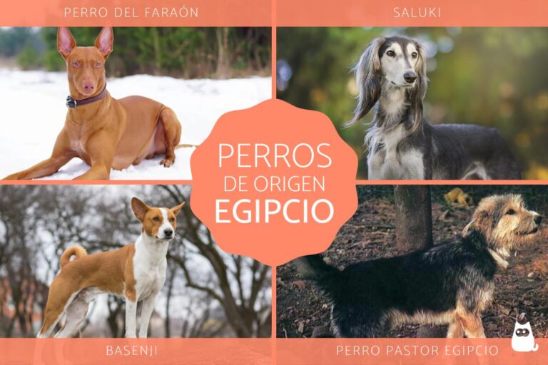 Las fascinantes razas de perros egipcios: descubre la riqueza canina de Egipto