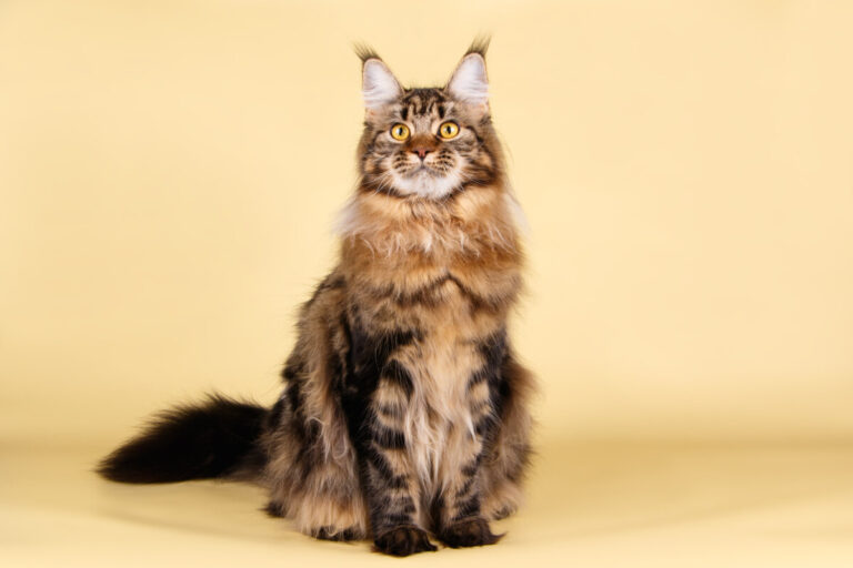 Las impresionantes razas de gatos Maine Coon
