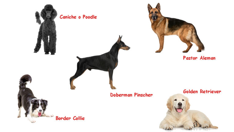Las increíbles razas de perros del Perú