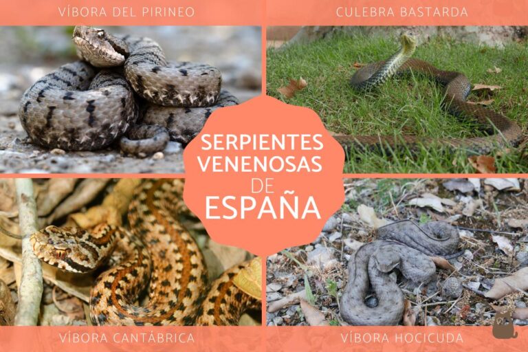 Las letales serpientes venenosas en España: descubre las 5 especies