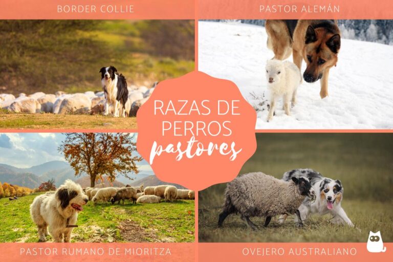 Las mejores razas de perros pastores: Top 15 imprescindibles