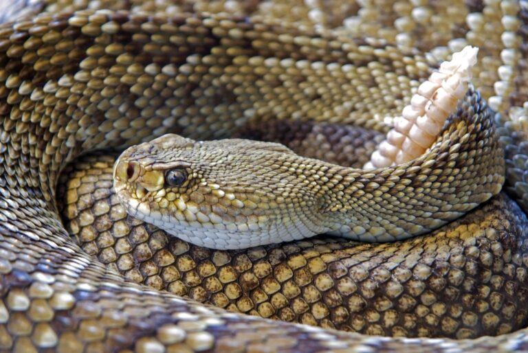 Los increíbles depredadores de serpientes: ¡Una visión fascinante!”
