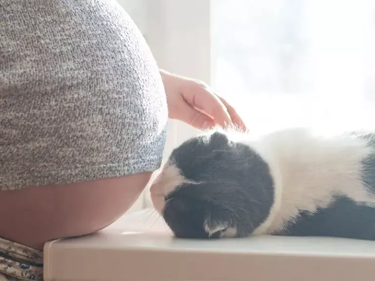Los increíbles instintos felinos durante el embarazo de una mujer