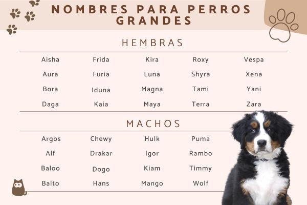 Los mejores nombres para perros grandes: una lista completa