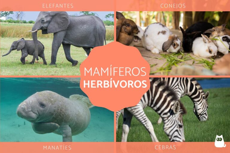Mamíferos Herbívoros: Características y Ejemplos Imprescindibles