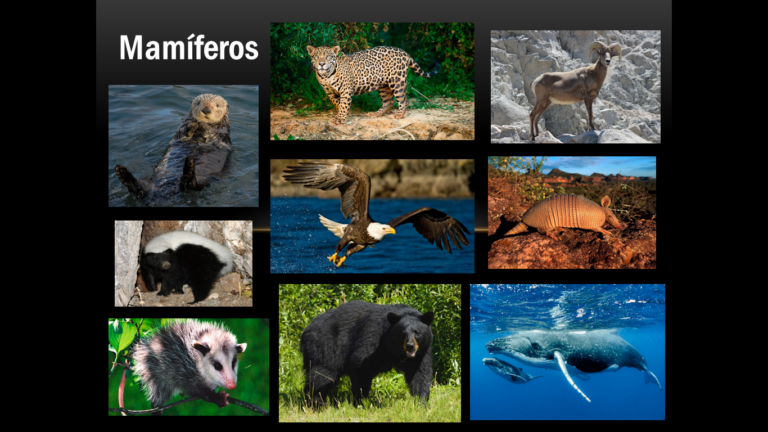 Maravillas animales de México: Especies endémicas que debes conocer