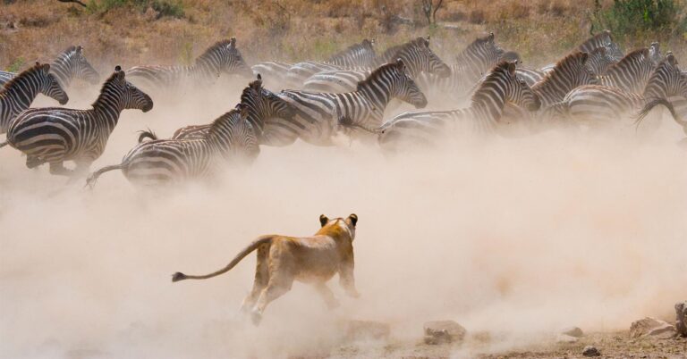 Maravillas de la fauna africana: Explora los increíbles animales del continente