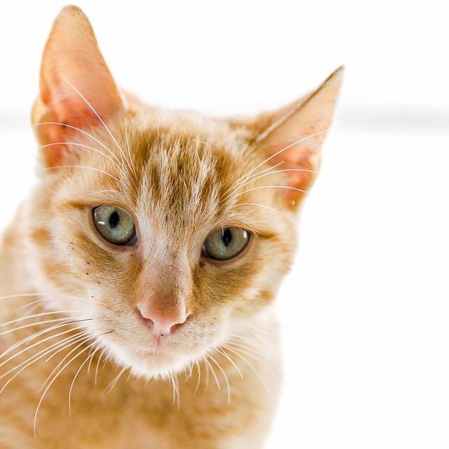 Mastitis en gatas: síntomas y tratamiento completo