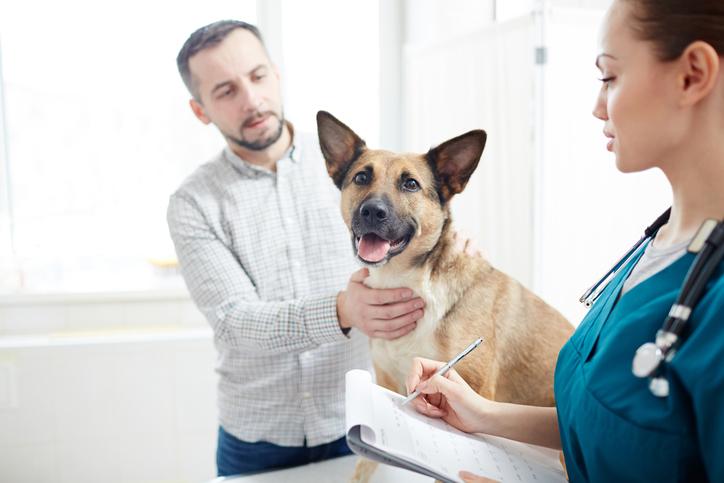 Metronidazol para perros: dosis, usos y efectos secundarios